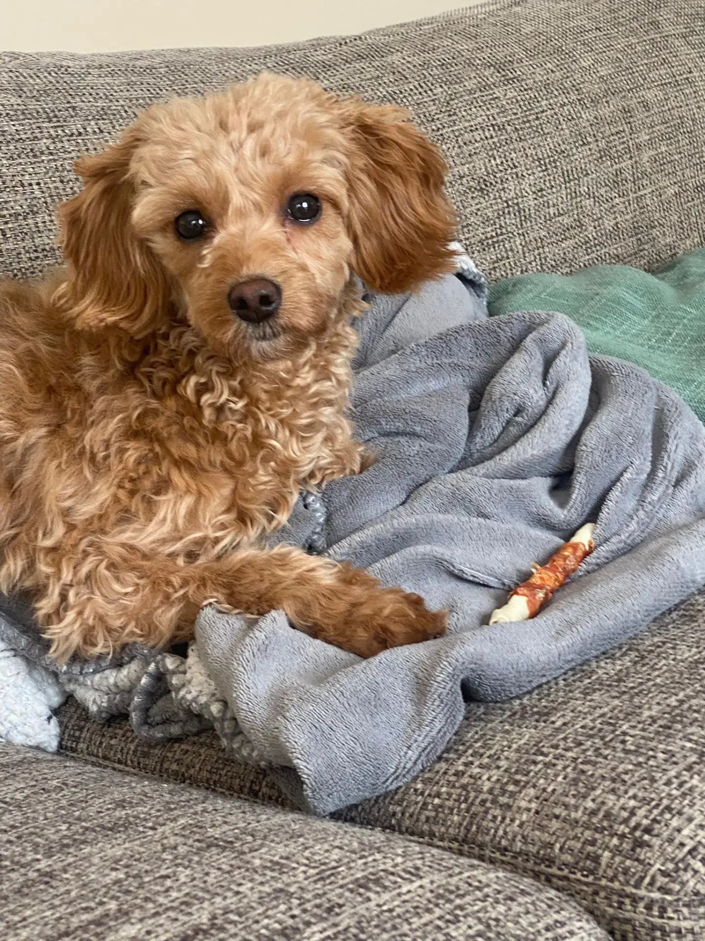 Hunden Chloe på besøk hos Alver Hundepass