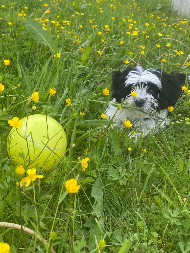 Hunden Emilio på besøk hos Alver Hundepass