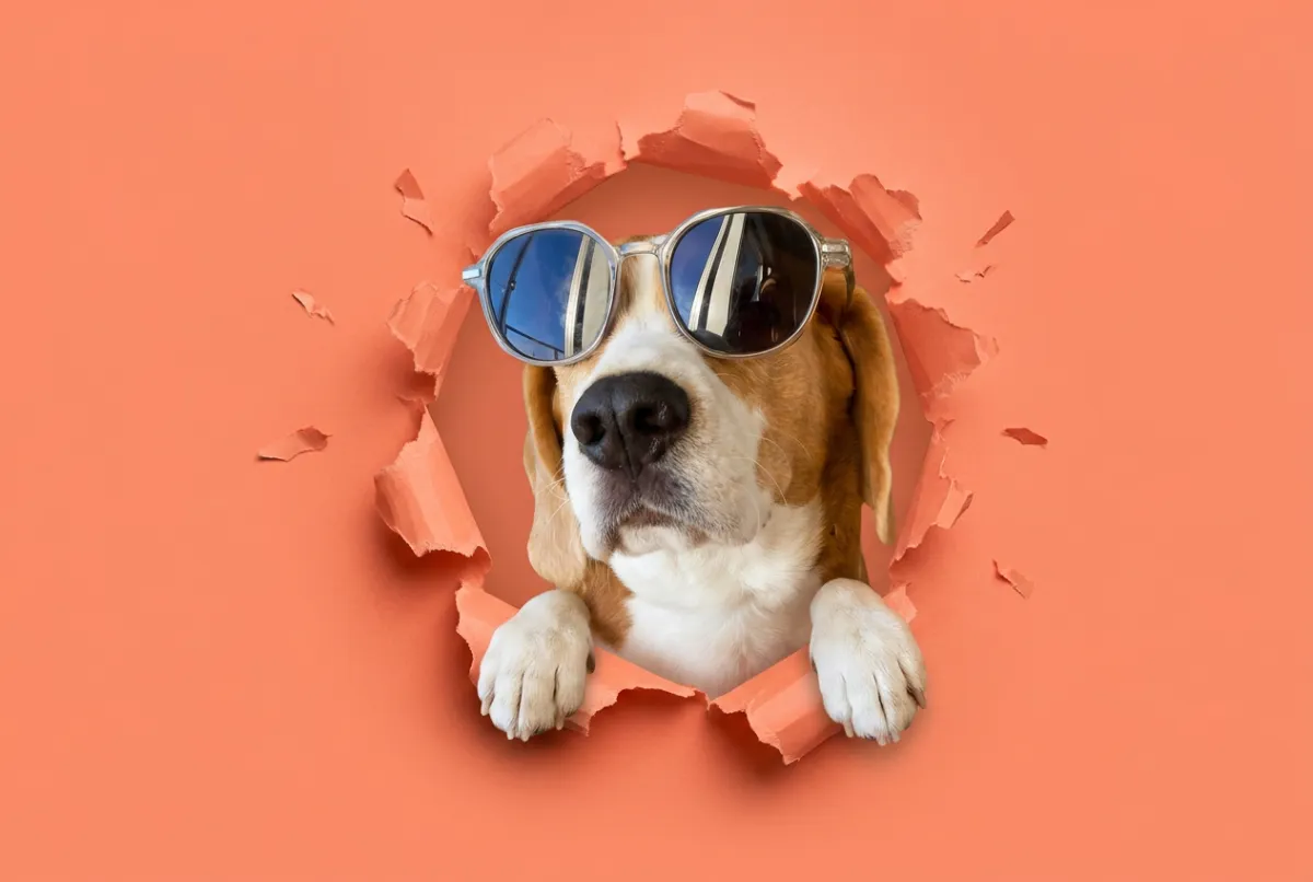 Beagle med solbriller som stikker hodet gjennom revet papir